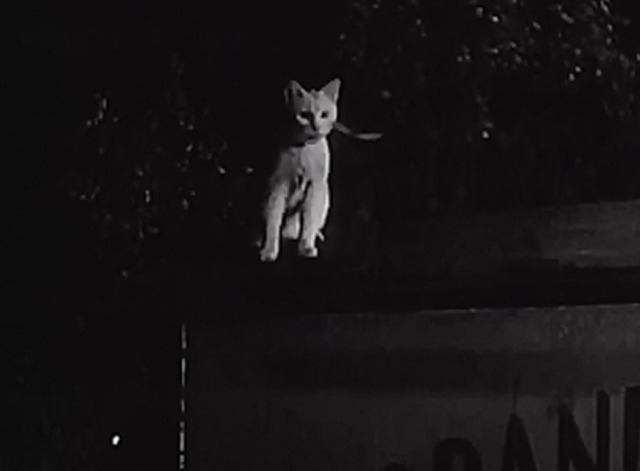 The Duke is Tops - white cat Satan looking at butterfly