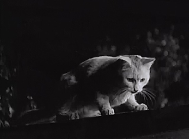 The Duke is Tops - white cat Satan looking down from trailer top