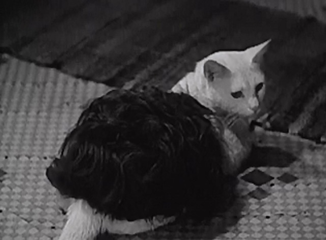 The Duke is Tops - white cat Satan with wig on his back