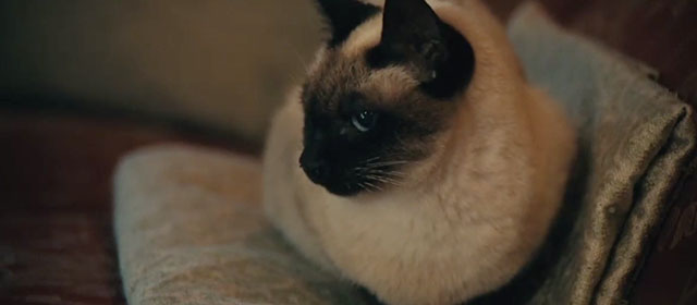 The Duke of Burgundy - Siamese cat sitting on couch close