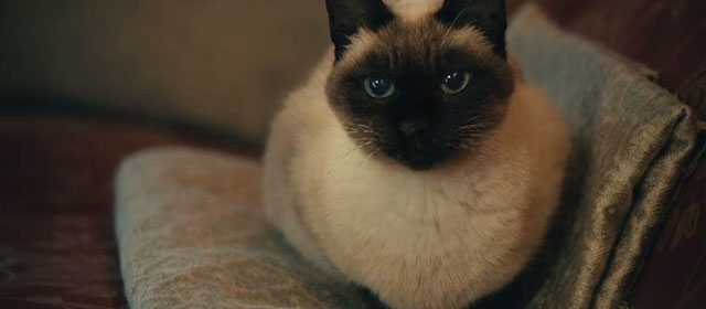 The Duke of Burgundy - Siamese cat sitting on couch