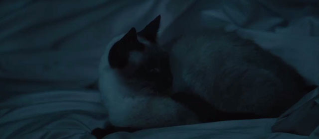 The Duke of Burgundy - Siamese cat lying on bed