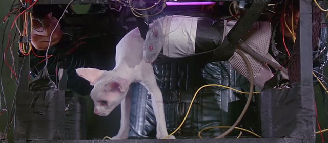 Dune - hairless white cat in contraption with gray rat