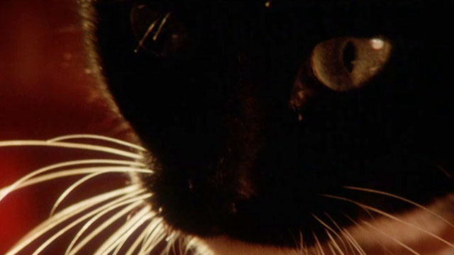 Dust Devil - close up of tuxedo cat