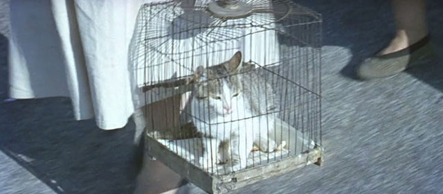 Eagles Over London - tabby and white cat in small wire cage