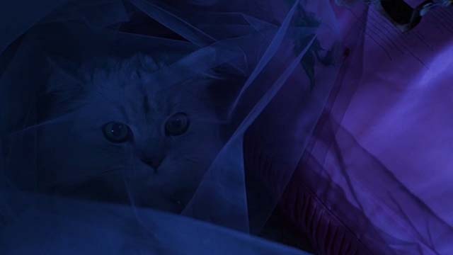 Earth Girls Are Easy - white Angora cat Bambi hidden beneath veil