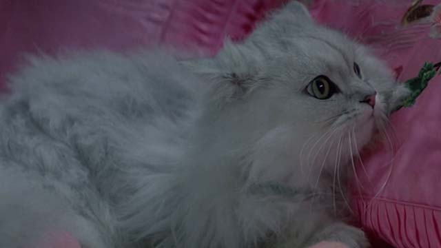 Earth Girls Are Easy - white Angora cat Bambi looking angry