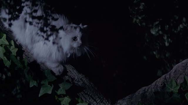 Earth Girls Are Easy - white Angora cat Bambi in tree