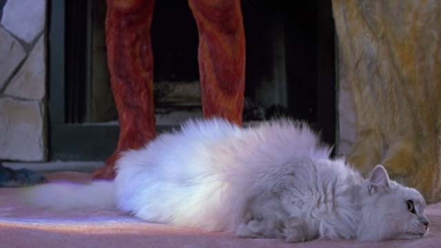 Earth Girls Are Easy - white Angora cat Bambi completely mellow