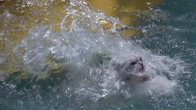 Earth Girls Are Easy - white Angora cat Bambi swimming in pool