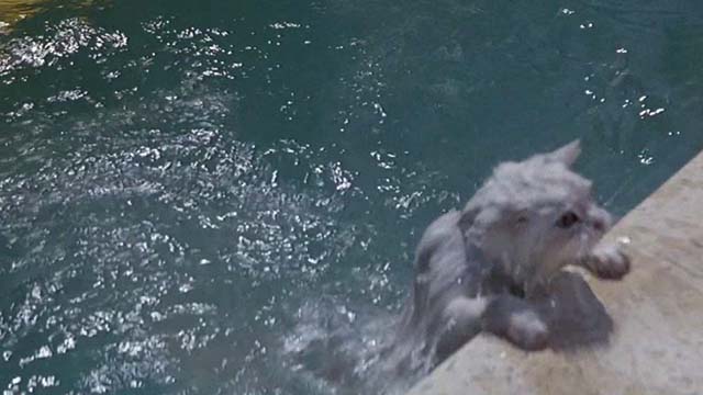 Earth Girls Are Easy - white Angora cat Bambi