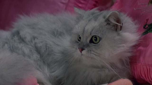 Earth Girls Are Easy - white Angora cat Bambi