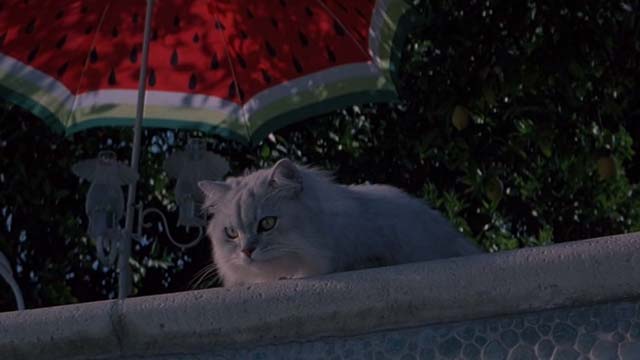 Earth Girls Are Easy - white Angora cat Bambi looking down into empty pool