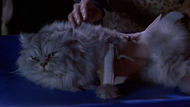 EDtv - grey and white Persian cat Isabella on stretcher