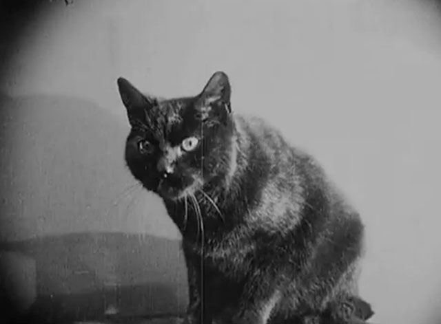 Eerie Tales - Unheimliche Geschichten - black cat