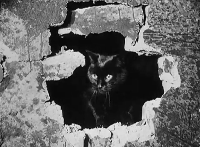 Eerie Tales - Unheimliche Geschichten - black cat looking through hole in wall