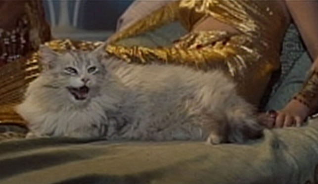 The Egyptian - silver Maine Coon cat panting
