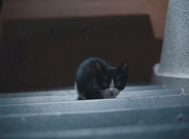 The Electrical Life of Louis Wain - tuxedo kitten Peter on stairs