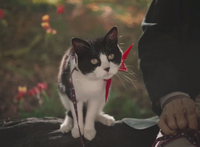 The Electrical Life of Louis Wain - tuxedo cat Peter wearing red ribbon