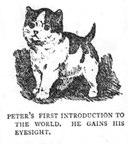 The Electrical Life of Louis Wain - illustration of tuxedo kitten Peter