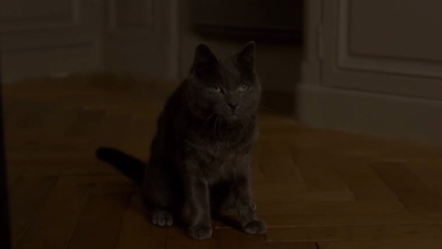 Elle - gray cat Marty watching