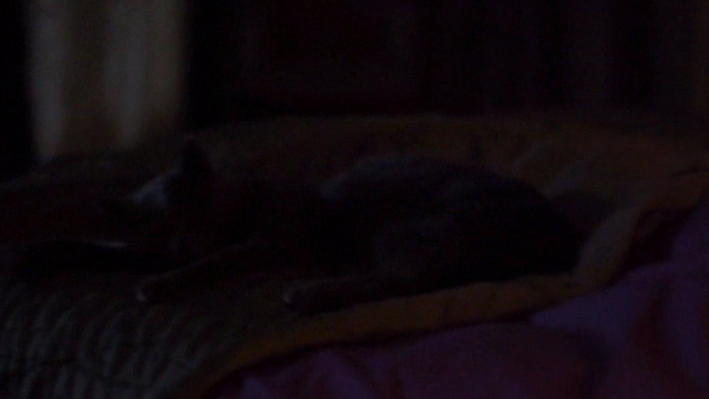 Elle - gray cat Marty sleeping on bed