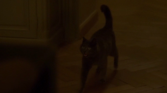 Elle - gray cat Marty running