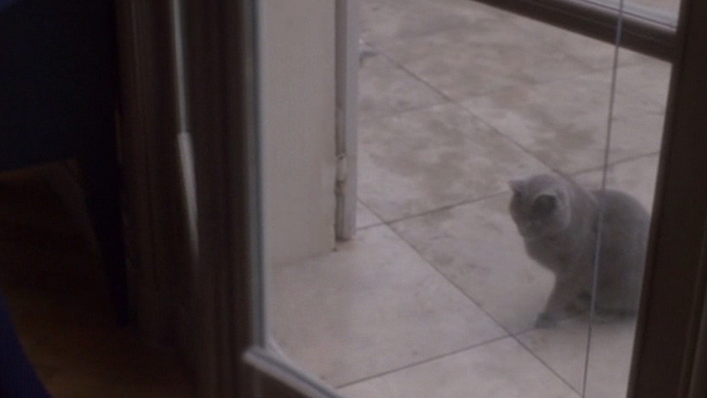 Elle - gray cat Marty outside French doors