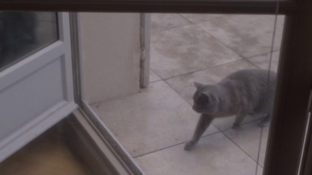 Elle - gray cat Marty coming in through French doors