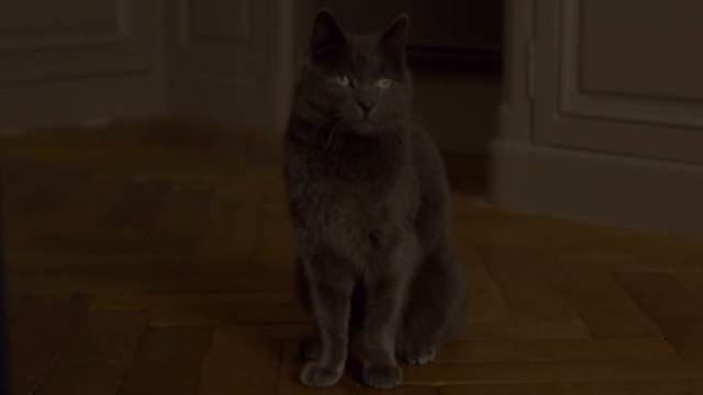 Elle - gray cat Marty sitting and watching