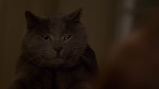 Elle - gray cat Marty being held up