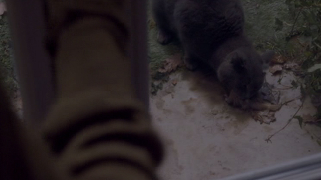 Elle - gray cat Marty eating bird