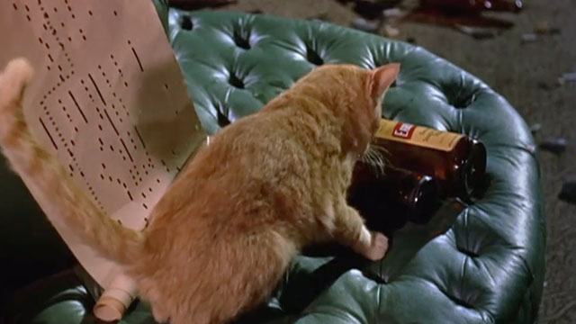 Elmer Gantry - ginger tabby cat sniffing at empty beer bottle