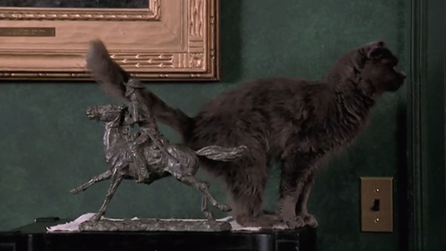 Empire Falls - long haired gray cat Timmy on table