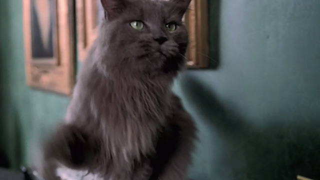 Empire Falls - long haired gray cat Timmy on table
