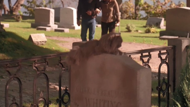Empire Falls - long haired gray cat Timmy sitting on top of grave stone