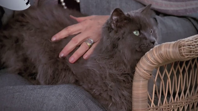 Empire Falls - long haired gray cat Timmy sitting in lap