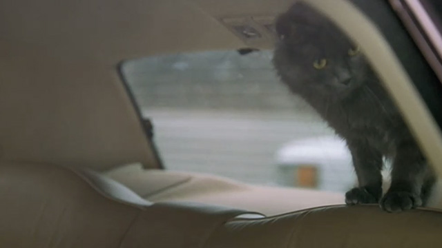 Empire Falls - long haired gray cat Timmy running around in limousine