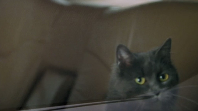 Empire Falls - long haired gray cat Timmy running around in limousine