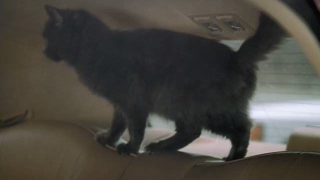 Empire Falls - long haired gray cat Timmy running around in limousine