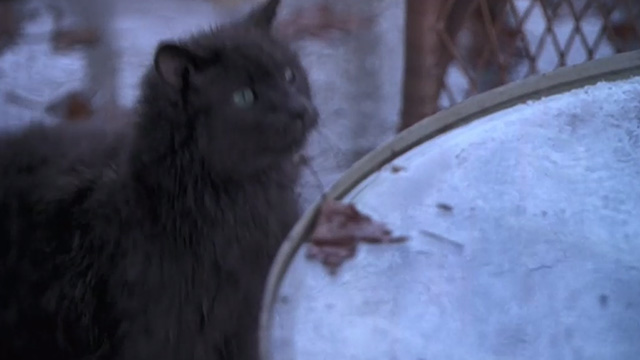 Empire Falls - wet long haired gray cat Timmy jumping up on table in gazebo