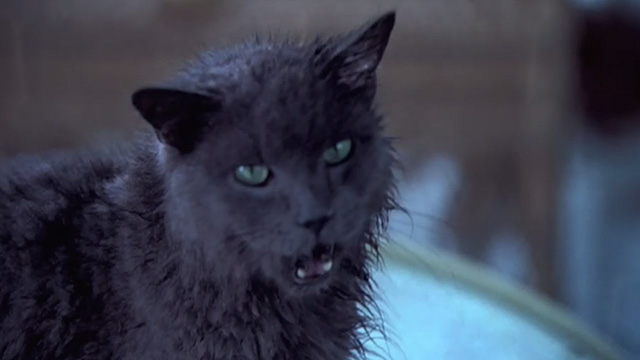 Empire Falls - wet long haired gray cat Timmy meowing on table in gazebo