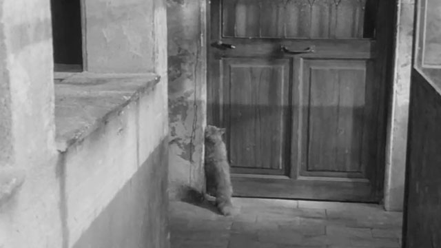 La Noia - Empty Canvas -  longhair tabby cat scratching at door