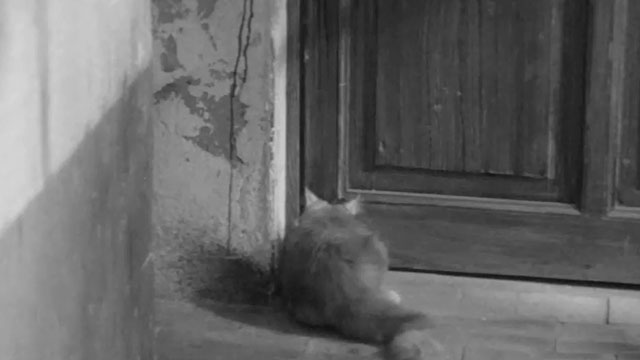 La Noia - Empty Canvas - longhair tabby cat sitting in front of door