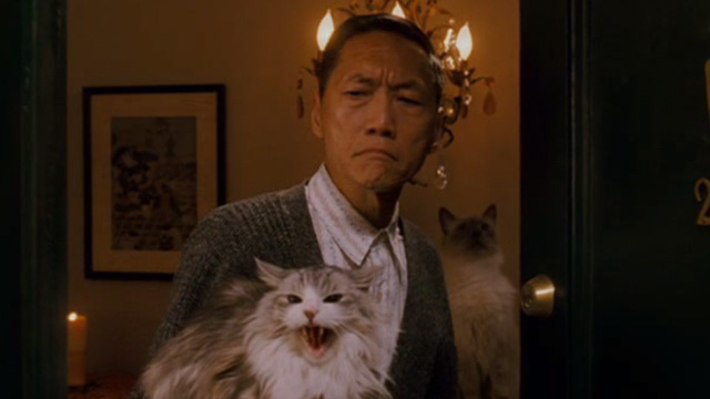 Enchanted - man with hissing long haired cat and Siamese in background