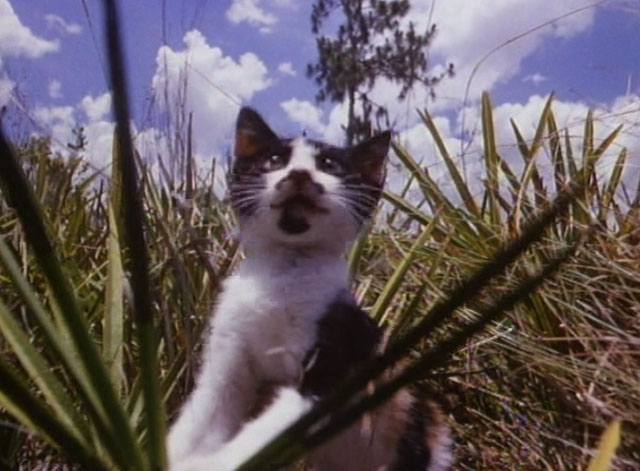 The Enchanted - calico kitten in tall grass