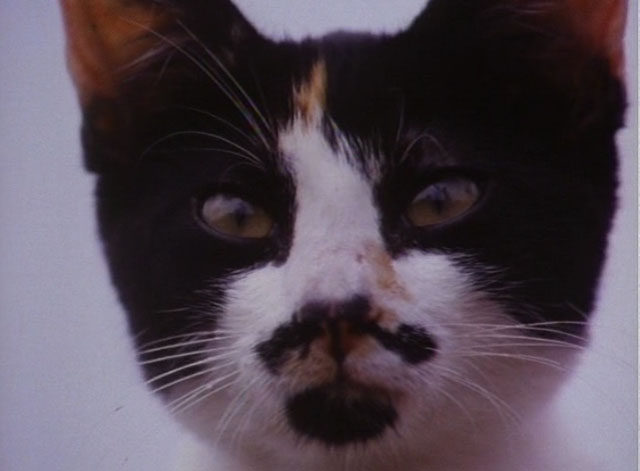 The Enchanted - calico kitten close up