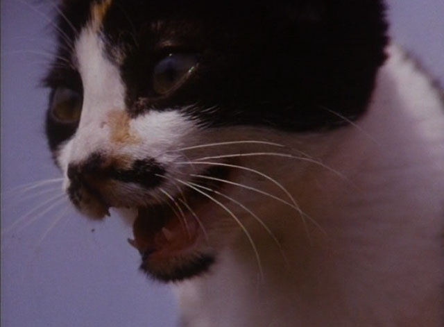 The Enchanted - calico kitten crying close up