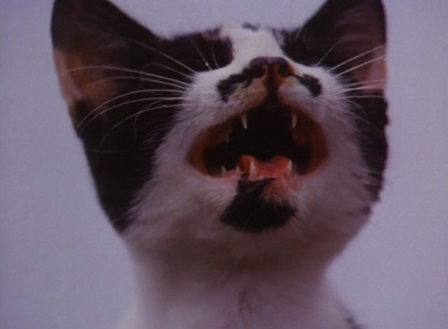 The Enchanted - calico kitten crying close up