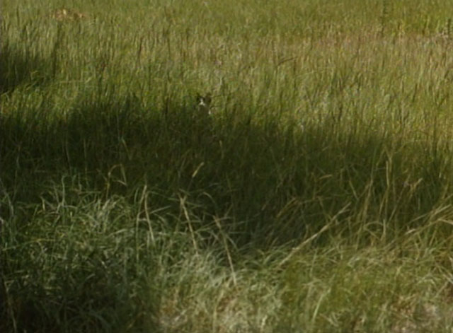 The Enchanted - calico kitten in tall grass